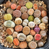 100 Semillas Mixtas De Lithops (más De 30 Variedades)