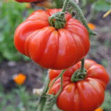 30 Semillas De Tomate Marmande Heirloom Semi Determinado