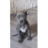 Cachorro Pitbull Blue