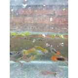 Peces Lebistes(guppys) Juveniles 5 Parejas A Elegir.no Envio