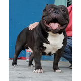 Cachorro American Bully 