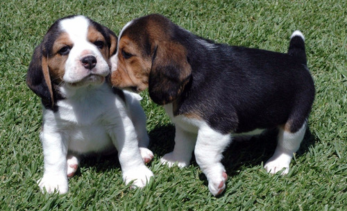 Beagle Autenticos Cachorros Registro Fcm
