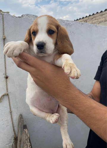 Bonitos Cachorros Beagle, Calidad Y Pureza