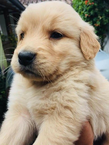 Golden Retriever Hermosos Cachorros !!