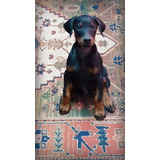 Cachorros Doberman Perrito Doverman Puppy Dobermen