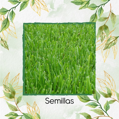 112.000 Semillas De Grama Decorativa Ryegrass