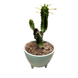 Maceta Cactus Euphorbia Candelabrum