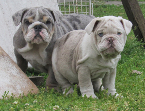 Hermosos Cachorros Bulldog Ingles Exoticos