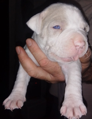 Cachorro Pitbull Blanco Con Silver 