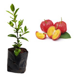 3 Mudas De Acerola - Produtivas - Alta Qualidade + Manual