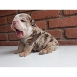 Bulldog Inglés Exoticos Únicos Pedigrí Mendoza 