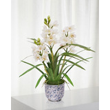 Orquidea Cymbidium