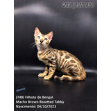 (748) Filhote De Bengal - Macho Brown Rosetted Tabby