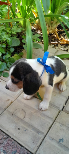 Cachorro Beagle Tricolor De 13 Pulgadas 
