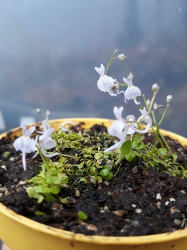 Combo Utricularia X3 Planta Carnívora Hacemos Envios Exotica