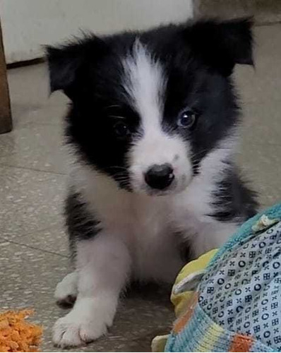 Cachorros Border Collie  Negros Y Blancos