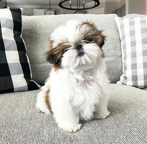 Cachorro Shih Tzu Perrito Shitzu Cachorro