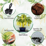 25 Semillas De Bonsái Cassia Fistula + Mini Kit Germinación