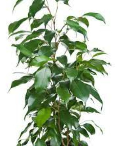 Ficus Árbol Grande - Hermoso - Envío Caba Y Gba