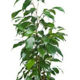 Ficus Árbol Grande - Hermoso - Envío Caba Y Gba
