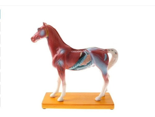 Modelo Anatômico Pontos Acupuntura Veterinária Animal Cavalo