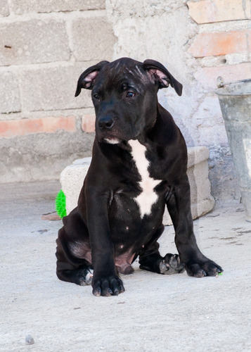 Cachorros American Bully Xl