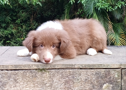 Border Collie Filhote