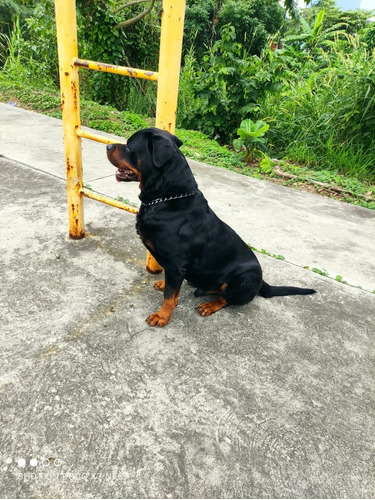 Rottweiler Alemán Para Monta 