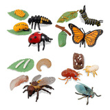 16 Piezas De Figuras De Insectos, Ciclo De Vida De Las