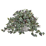 Planta Colgante De Tradescantia Artificial De 15 Pulgad...