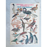 Lamina Antigua Revista * Billiken * Aves Palmipedas