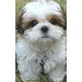 Perros Shitzu Cachorros Shih Tzu Puppy Cachorritos