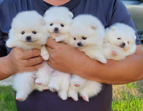 Cachorros Pomerania Cara De Oso Blancos