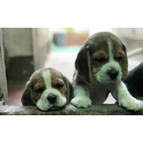 Beagle Fêmea Filhote! Frete Promocional Para Capitais Brasil