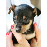 Filhotes De Pinscher Disponível 