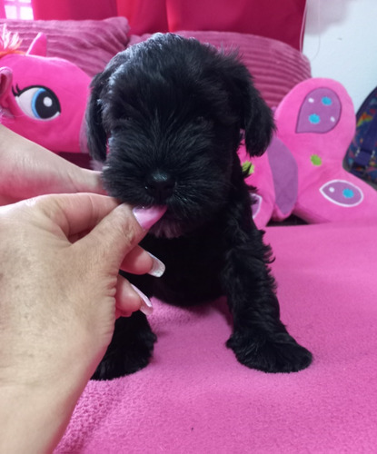 Schnauzer Mini Negros Hembras