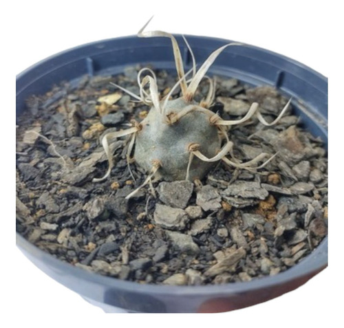 Muda Tephrocactus Articulatus Cacto Raro Para Colecionadores