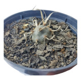 Muda Tephrocactus Articulatus Cacto Raro Para Colecionadores