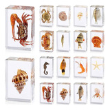 Espécimen De Resina De Animales E Insectos Marinos, Colecció