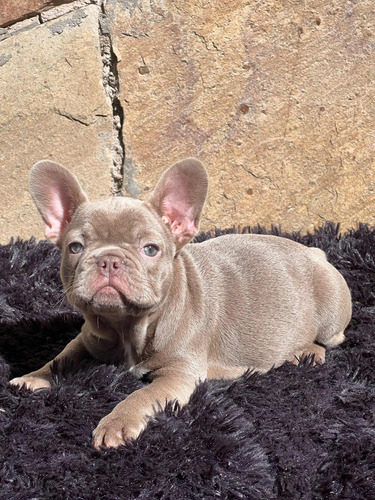 Exclusivo Cachorro Bulldog Frances Color Isabella Con Pedigr