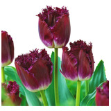 8 Bulbos De Tulipán Morado!!  