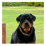 Rottweiller