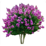 Lagerstroemia Crespon Arbol De Jupiter 3 Metros En Flor