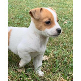 Cachorros Jack Russell Terrier!