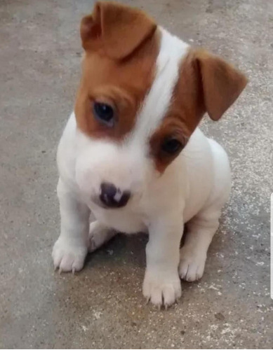 Perros Jack Russell Terrier