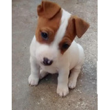 Perros Jack Russell Terrier