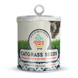 Catgrass Seeds Pasto De Trigo Para Gatos