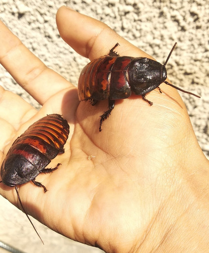 Pareja Reproductora De Cucarachas Gigante De Madagascar
