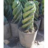 Cactus Espiral, Tornillo, Torneado Maceta 3 Litros.