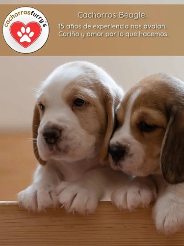 Hermosos Cachorros Beagles- Puros